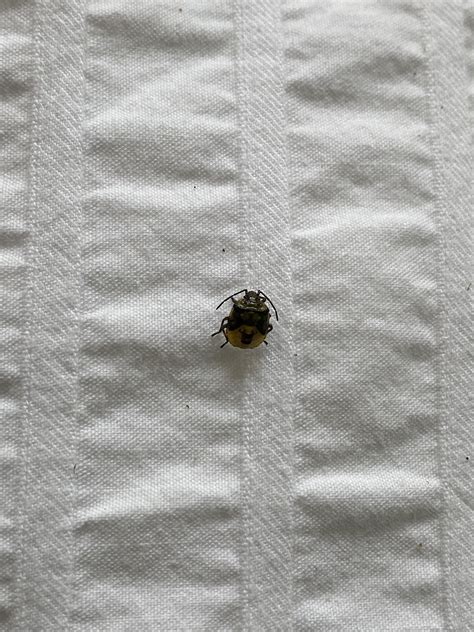 Connecticut. Looks like a baby stink bug. : r/whatisthisbug