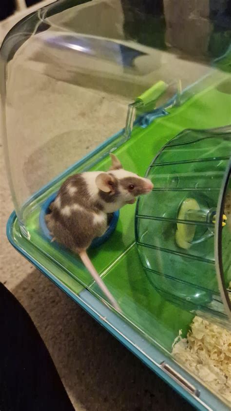 Picked up these adorable boys for my partner for Christmas, can anyone ...