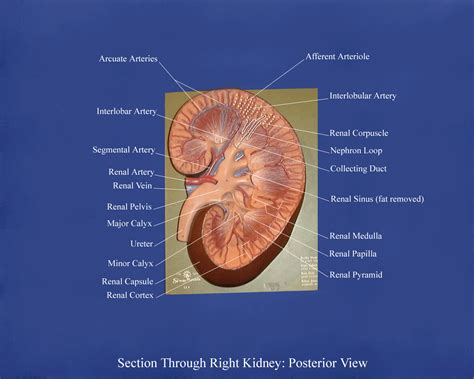 Kidney Model Labeled Anatomy Models Kidney Anatomy Human Kidney