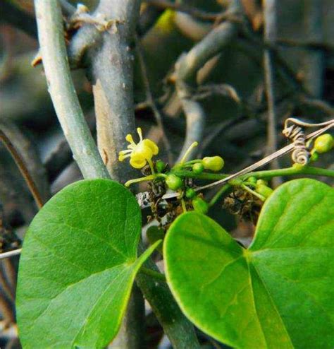 Image result for Vegetative Reproduction Examples