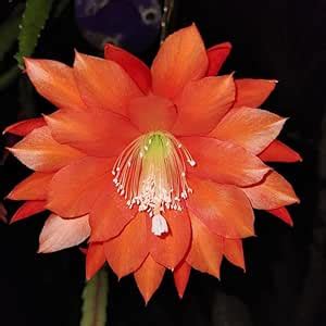 Brahma kamal live plant Pack of 1 : Amazon.in: Garden & Outdoors