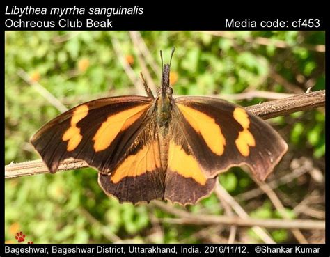 Libythea myrrha | Butterfly