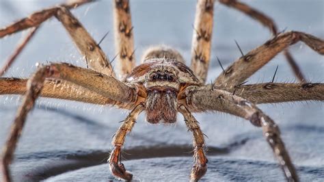 Are Huntsman Spiders Dangerous? A Look at this Spider | STC