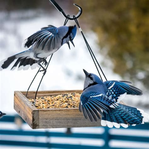 The Best Way To Feed Blue Jays In The Fall & Winter