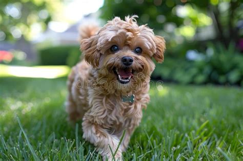 Image result for Cockapoo Light Brown