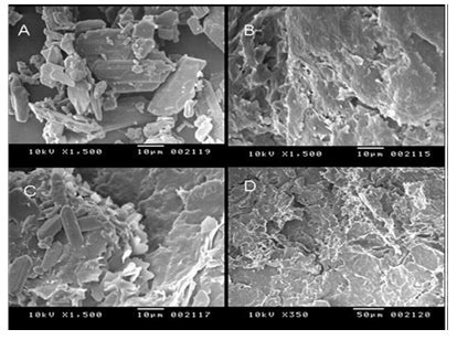 Fig. 10: SEM photograph of pure etoricoxib drug and drug loaded SLN