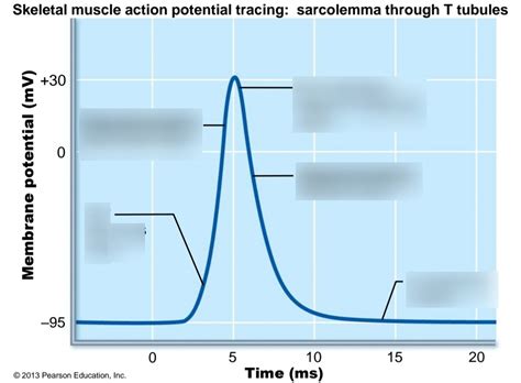 Image result for Skeletal Muscle Action Potential Graph