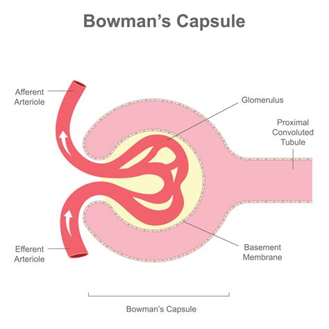 Renal Corpuscle