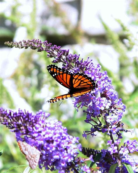 35 Stunning Flowers That Attract Butterflies to Gardens