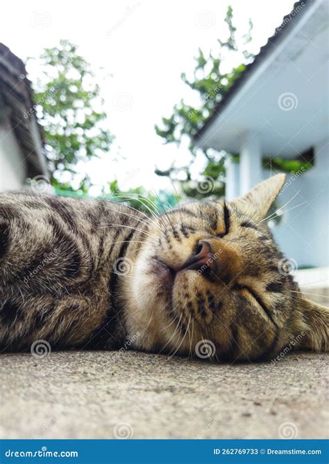 How Can Cats Sleep All Day at Marie Houston blog