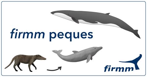 Material didáctico sobre ballenas y delfines de firmm