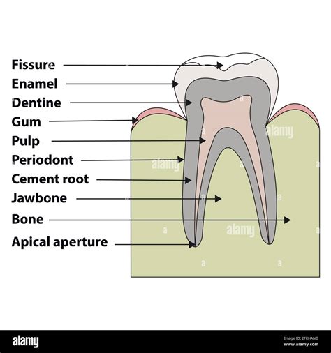 Image result for Tooth Diagram