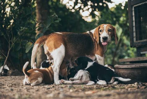 Understanding the stages of dog labor – Artofit