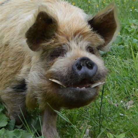 Kunekune Pig