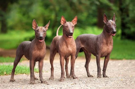 How Much Does a Xoloitzcuintli Cost? (2026 Price Guide)