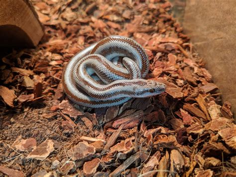 Day 1 with my first herp! Rosy boa. : r/snakes