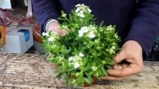 fiori perenni da vaso le piante fiorite resistono al gelo fiori perenni da vaso le piante fiorite resistono al gelo