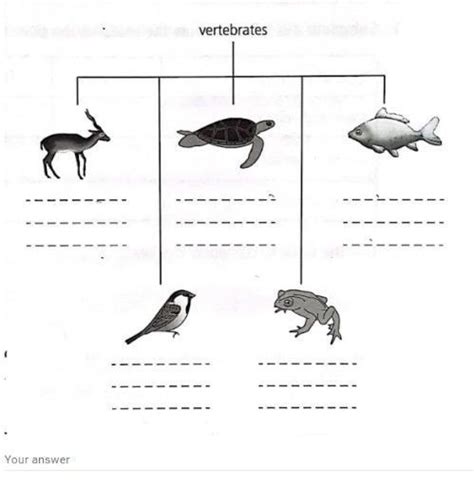 The diagram shows one animal from each vertebrate group. Write the name ...