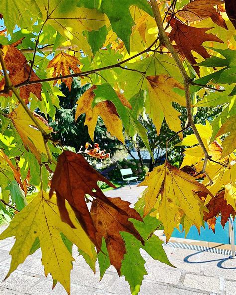 on the move: Autumn Chinar