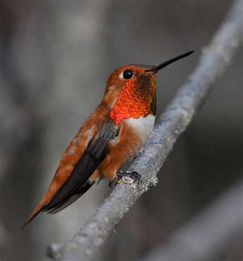 Image result for Hummingbird Distribution Map