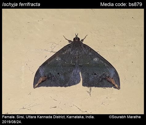 Ischyja ferrifracta (Walker, 1864) - | Moths