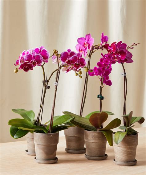 The Indoor Gardener's Guide To Orchid Types And Care - Bloomscape