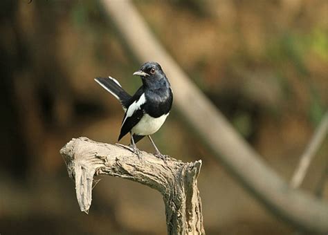 Birds and Bird watching at Rajaji National Park