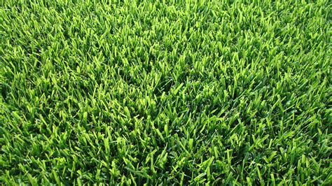 The 6 most popular types of grass that grow in Memphis, Tenn., lawns - Lawnstarter