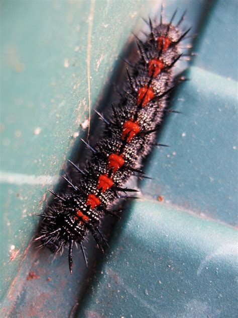 Spiny Elm Caterpillar | HGTV