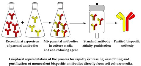 Fab-Arm Exchange Combined with Selective Protein A Purification Results ...