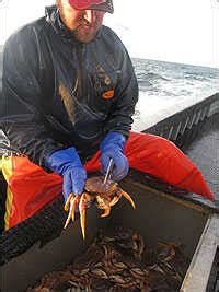 Fishermen Make Mad Dash For Dungeness Crab : NPR