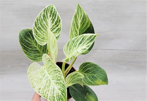 Amazon.com : Philodendron Birkin aka White Veined Birkin Live Rare ...