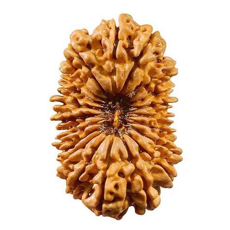 20 Faced Rudraksha – Nepal