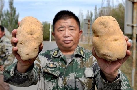 土豆亩产多少 - 农敢网