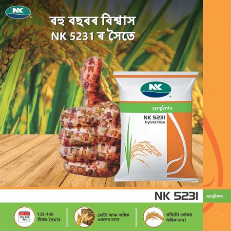 বহু বছৰৰ বিশ্বাস NK 5231 ৰ সৈতে ! | Syngenta