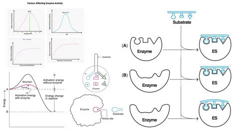 Enzymes Examples 的图像结果
