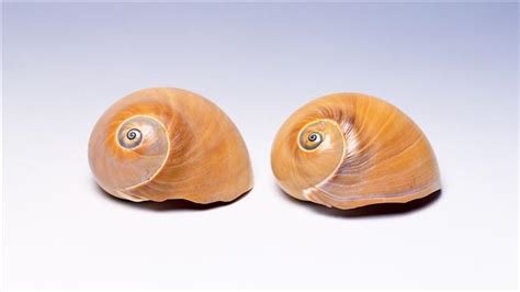 淡水螺种类 【淡水螺的种类及图片】贝壳种类有哪些 贝壳什么品种好_飞扬123