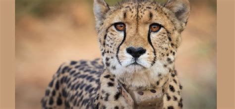 National Tiger Conservation Authority Constitutes Cheetah Project ...