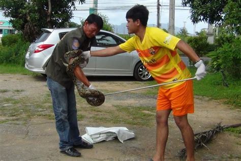Image result for Krabi Python