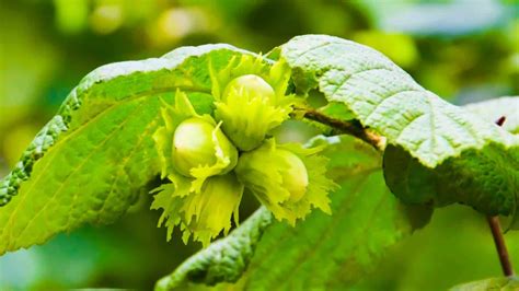 Image result for Hazelnut Hazel Tree