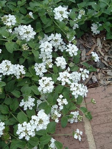 15 Plants for Outdoor Vertical Gardens in India – ChhajedGarden.com