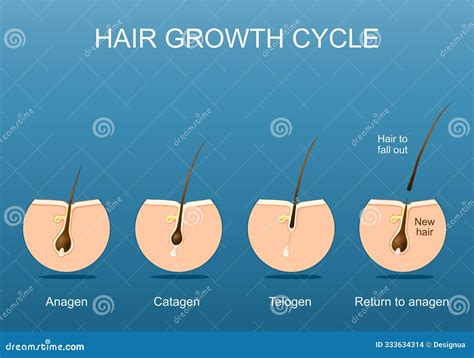 Hair Growth Cycle. Follicle Anatomy Stock Illustration - Illustration of layers, anatomy: 333634314 - phases of hair growth