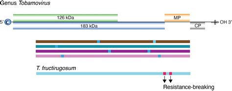 Genome-Wide Variation Profile of the Genus Tobamovirus