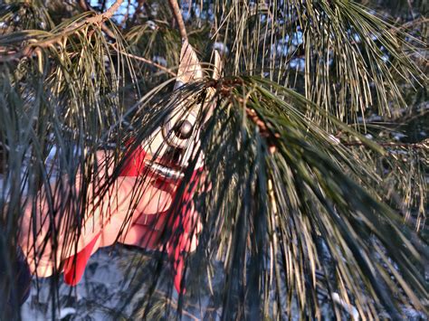 What Do Taste Like Pine Needles