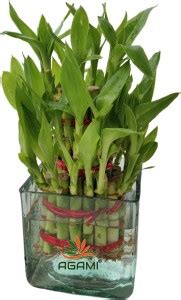AGAMI Green 3 Layer Lucky Bamboo plant with Square Glass Vase Seed ...