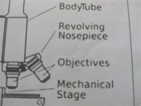 To which part of a microscope is the objectives fitted. (a) Nose piece ...