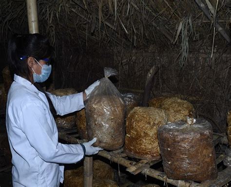 UGVS – (IFAD-REAP)