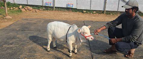 "Discover rare miniature cattle breeds like Micro Mini Cows, Punganur ...
