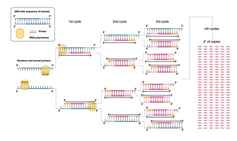 DNA PCR 的图像结果