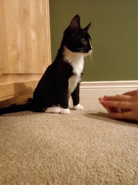 I have a new cat, Chester. 4 months old! : cats